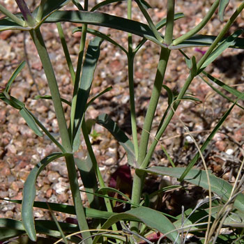 Parry's Beardtongue has narrowly linear or narrow arrow-shaped leaves, paired along tall flowering stems. Penstemon parryi 